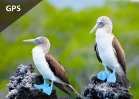 Galápagos