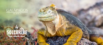 TOURS TODO INCLUIDO A GALÁPAGOS DESDE ECUADOR